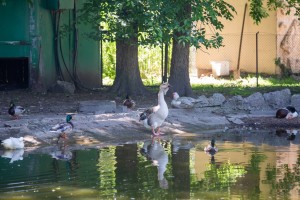 Obeležavanje 75 godina Zoo vrta na Paliću