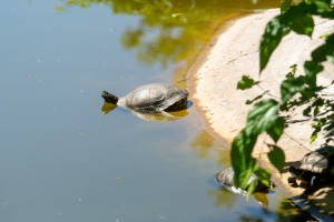 Obeležavanje 75 godina Zoo vrta na Paliću