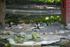 Obeležavanje 75 godina Zoo vrta na Paliću