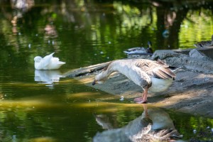 Obeležavanje 75 godina Zoo vrta na Paliću