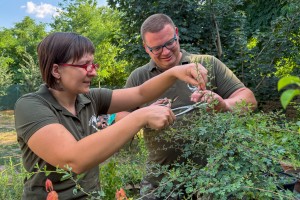 Bonsai - više od ukrasnog drvca u saksiji