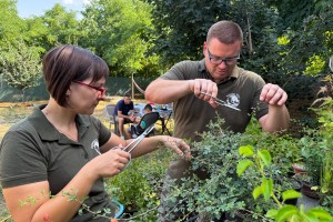 Bonsai - više od ukrasnog drvca u saksiji