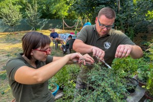Bonsai - više od ukrasnog drvca u saksiji