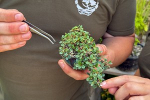 Bonsai - više od ukrasnog drvca u saksiji