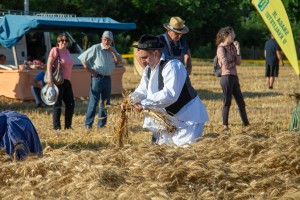 Takmičenje risara u Đurđinu