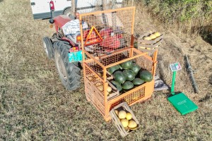 22. Festival belog luka u Šupljaku (Ludaš)