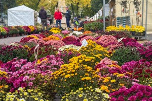 Jesenja izložba cveća "Garden flora"