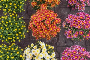 Jesenja izložba cveća "Garden flora"