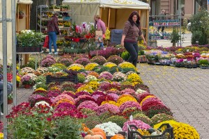 Jesenja izložba cveća "Garden flora"