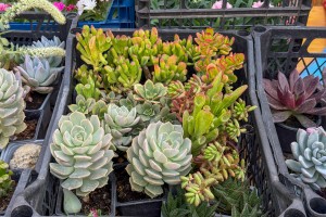 Jesenja izložba cveća "Garden flora"