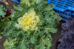 Jesenja izložba cveća "Garden flora"