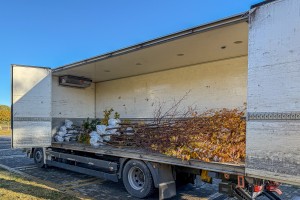 Sadnja zelenila u Parku Prozivka