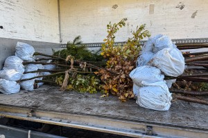 Sadnja zelenila u Parku Prozivka