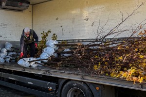 Sadnja zelenila u Parku Prozivka
