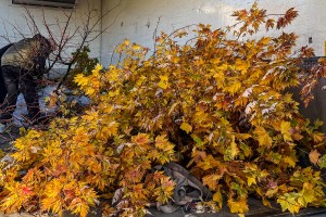 Sadnja zelenila u Parku Prozivka