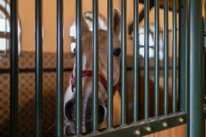 Predstavljanje studijskog putovanja receptivnih turističkih agencija