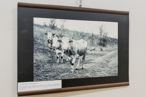 Otvaranje izložbe radova polaznika kursa za fotografa pod mentorskim vođenjem Damira Vujkovića