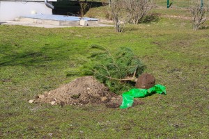 Sadnja vetrozaštitnog pojasa na površini Regionalne deponije