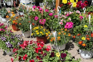 Prolećni sajam cveća "Garden flora"