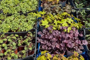 Prolećni sajam cveća "Garden flora"