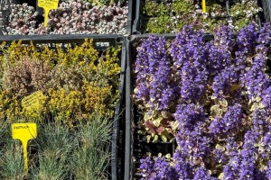 Prolećni sajam cveća "Garden flora"