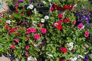 Prolećni sajam cveća "Garden flora"