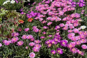 Prolećni sajam cveća "Garden flora"