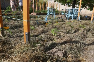 "No dig" sistem koji razvija Subotičanka u svojoj bašti