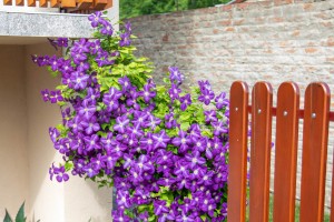 Četiri decenije ljubavi prema prirodi u jednom dvorištu