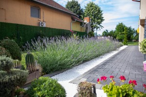 Četiri decenije ljubavi prema prirodi u jednom dvorištu
