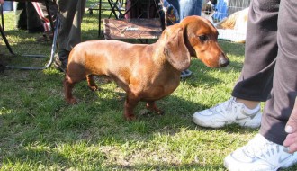 CACIB izložba pasa - Kanjiža