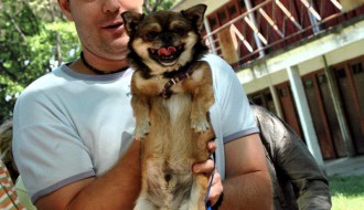 Izložba rasnih pasa i mešanaca