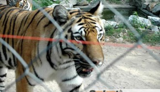 Zoološki vrt na Paliću