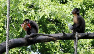 Palićki ZOO vrt, prepun zelenila