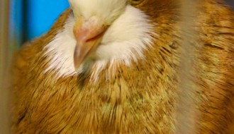 29. Međunarodna izložba sitnih životinja