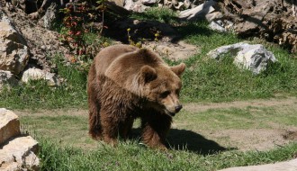 Otvorena volijera za mrkog medveda