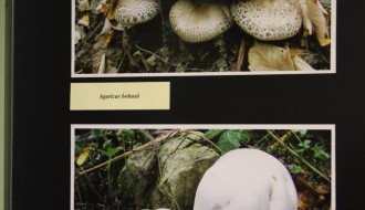 Izložba "Čudesni svet gljiva"