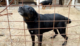 Obilazak azila za pse u Ganjo šoru