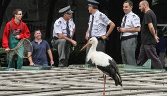 Neobični gosti u centru grada