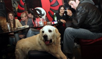 Humanitarni koncert za društvo za zaštitu životinja "Alex"