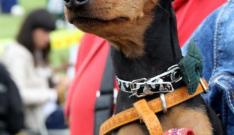 XVI Međunarodna izložba pasa svih rasa