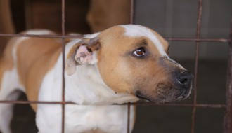 Završena prva faza izgradnje azila za pse