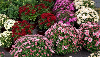 Jesenji festival cveća "Garden flora"