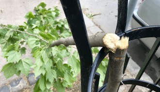 Polomljeni mladi platani