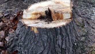 Nelegalno posečen vetrozaštitni pojas na obilaznici oko Palića