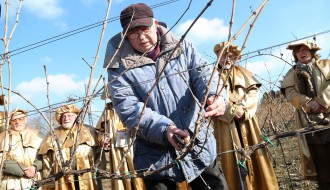 Rezidba loze na dan Svetog Vinka