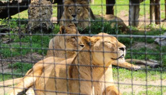 U poseti stanovnicima Zoo vrta pred Prvomajske praznike