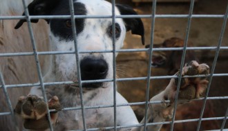 Poseta prihvatilištu za pse