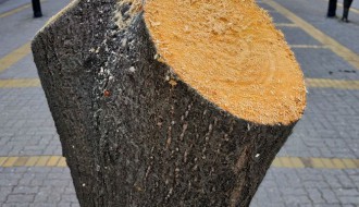 Nastavak vađenja starih lipa sa Korzoa