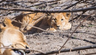 Lavica Kijara uživa u sunčanom popodnevu